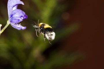 Image showing bumble bee in flight