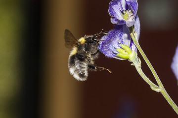 Image showing bumble bee in flight