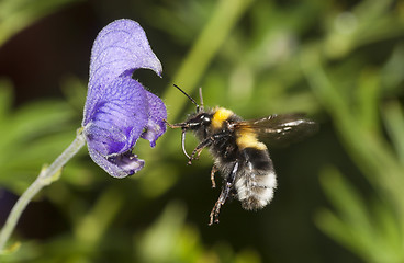 Image showing bumble bee in flight