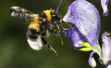 Image showing bumble bee and a wolfsbane