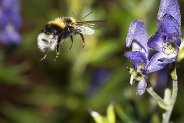 Image showing bumble bee in flight