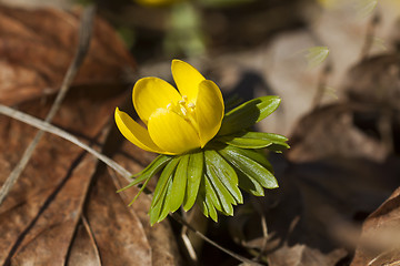 Image showing winter aconite