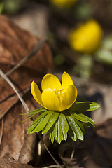 Image showing winter aconite