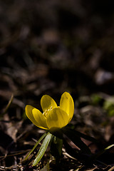 Image showing winter aconite