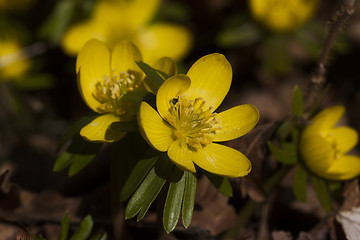 Image showing winter aconite