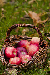 Image showing red apples