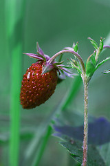 Image showing wild strawberry