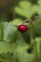 Image showing wild strawberry