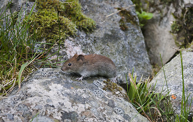 Image showing looking for food