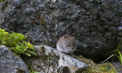 Image showing wood mouse