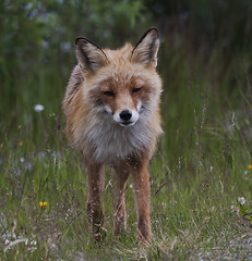 Image showing red fox