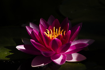 Image showing water lily