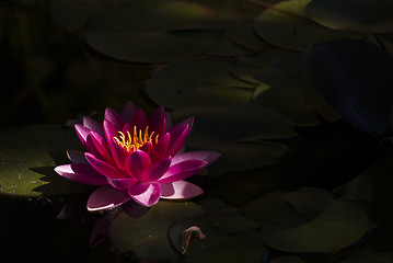 Image showing blossoming red water lily