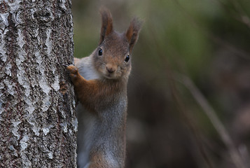 Image showing red squirrel