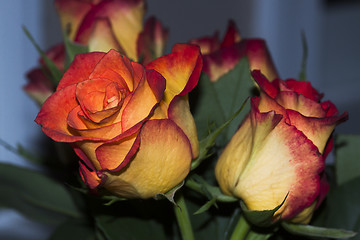 Image showing orange roses