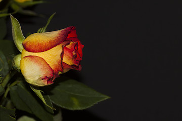 Image showing orange rose