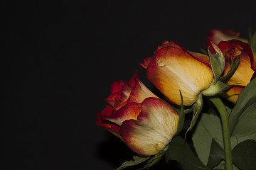 Image showing roses