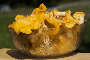 Image showing girolles 