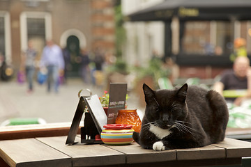 Image showing Cat sleeping, Cafe