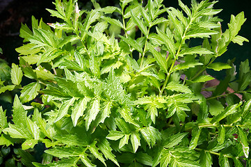 Image showing Valerian plant in garden