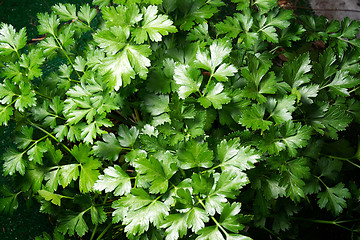 Image showing Flat Italian Parsley