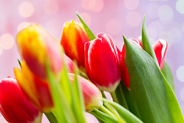 Image showing close up of tulip flowers