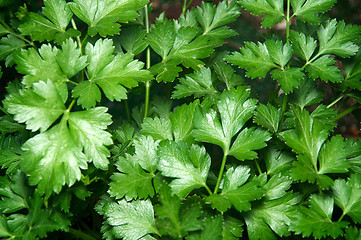 Image showing Close up of Flat Italian Parsley