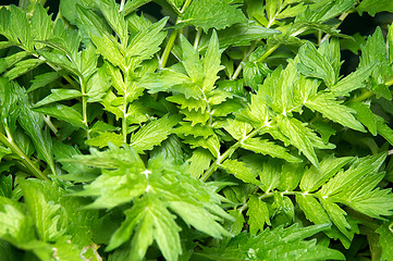 Image showing Valerian plant leaves