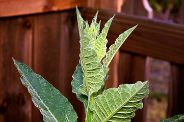 Image showing Top of tobacco plant