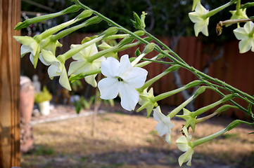 Image showing night blooming jasmine tobacco flowers