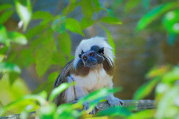 Image showing Wild cotton-top tamarin