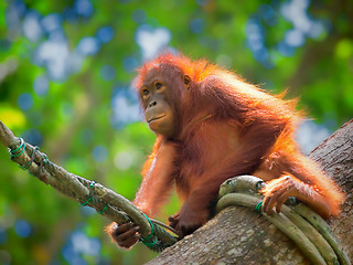 Image showing Wild Borneo Orangutan