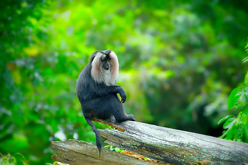 Image showing Wild Lion-tailed Macaque