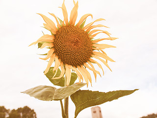 Image showing Retro looking Sunflower flower