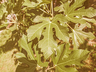 Image showing Retro looking Fig tree leaf