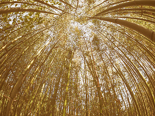 Image showing Retro looking Bamboo tree