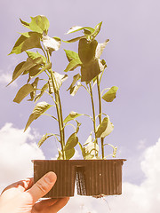 Image showing Retro looking Plug pepper plant