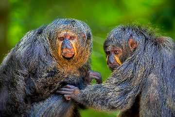 Image showing Two Saki Monkeys