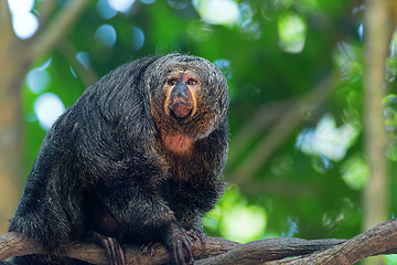 Image showing Saki Monkey Portrait