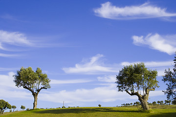 Image showing lonely trees 4