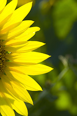 Image showing sunflower 4