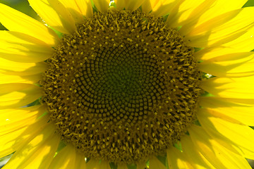 Image showing sunflower 5