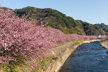 Image showing Sakura blossom and river