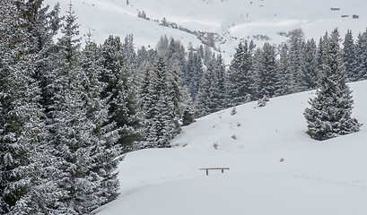 Image showing Trees and the Winter landscape 