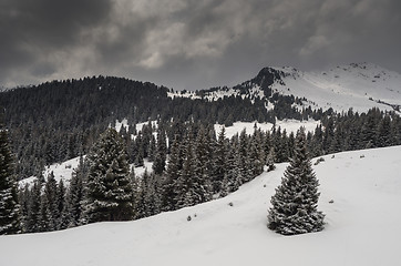 Image showing Trees and the Winter landscape 