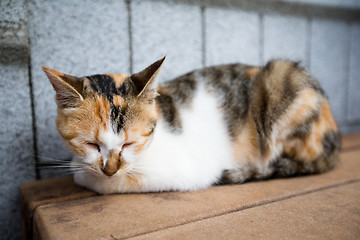 Image showing Cat at street