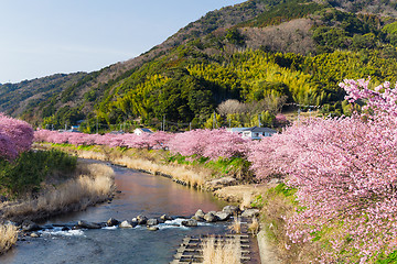 Image showing Sakura flower in Japan