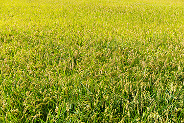 Image showing Paddy rice