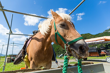 Image showing Horse on farm