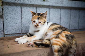 Image showing Cat sitting at outdoor